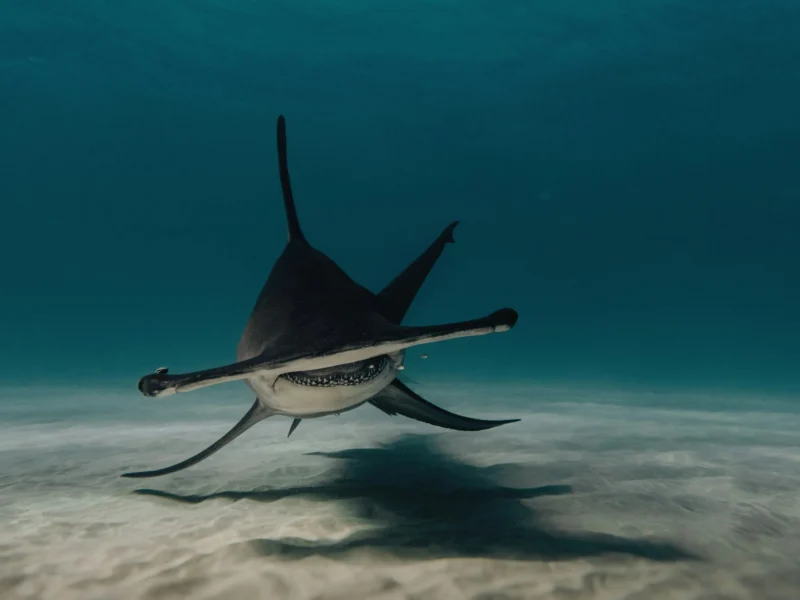Great hammerhead shark
