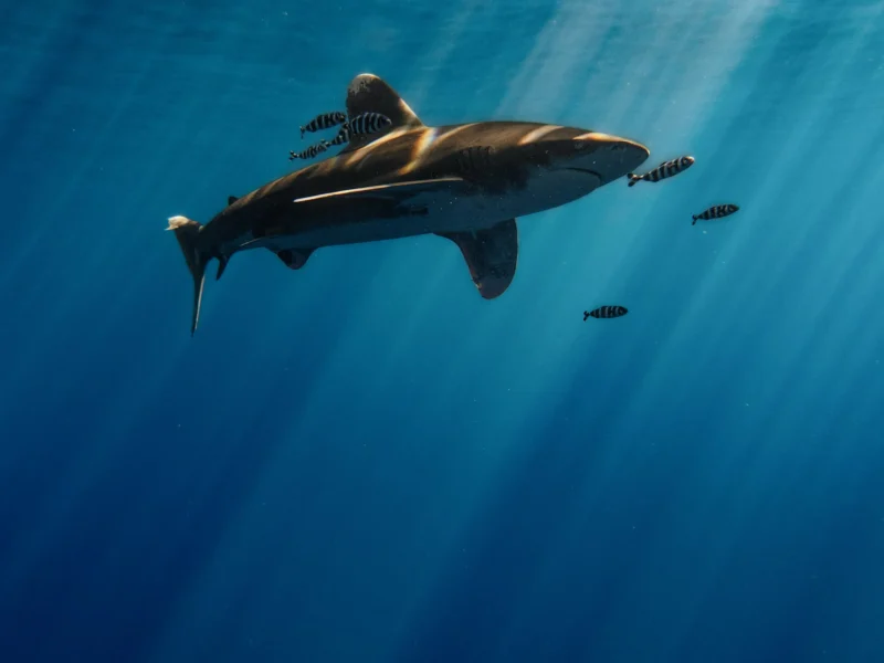 Oceanic whitetip shark with pilot fish