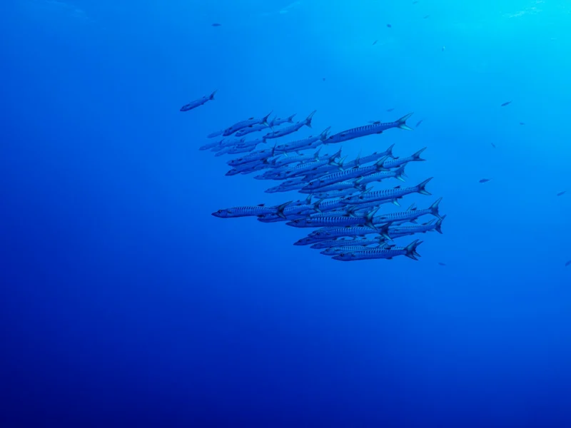 School of barracuda in blue water