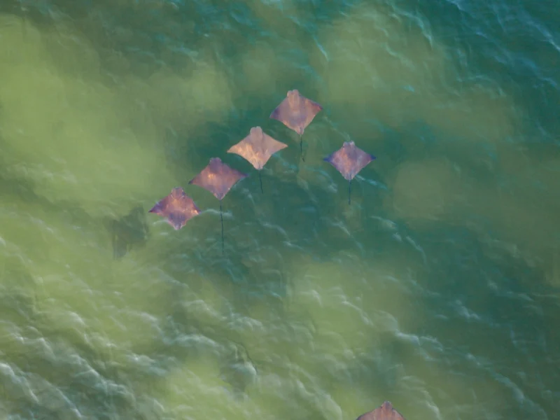 Group of rays from above