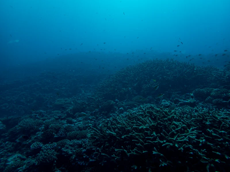 Coral reef, Maldives