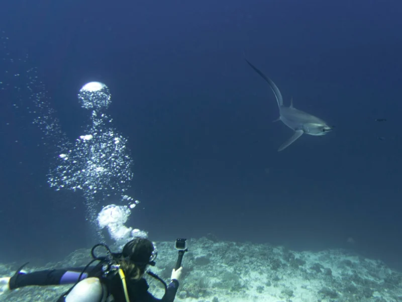Scuba diver and thresher shark