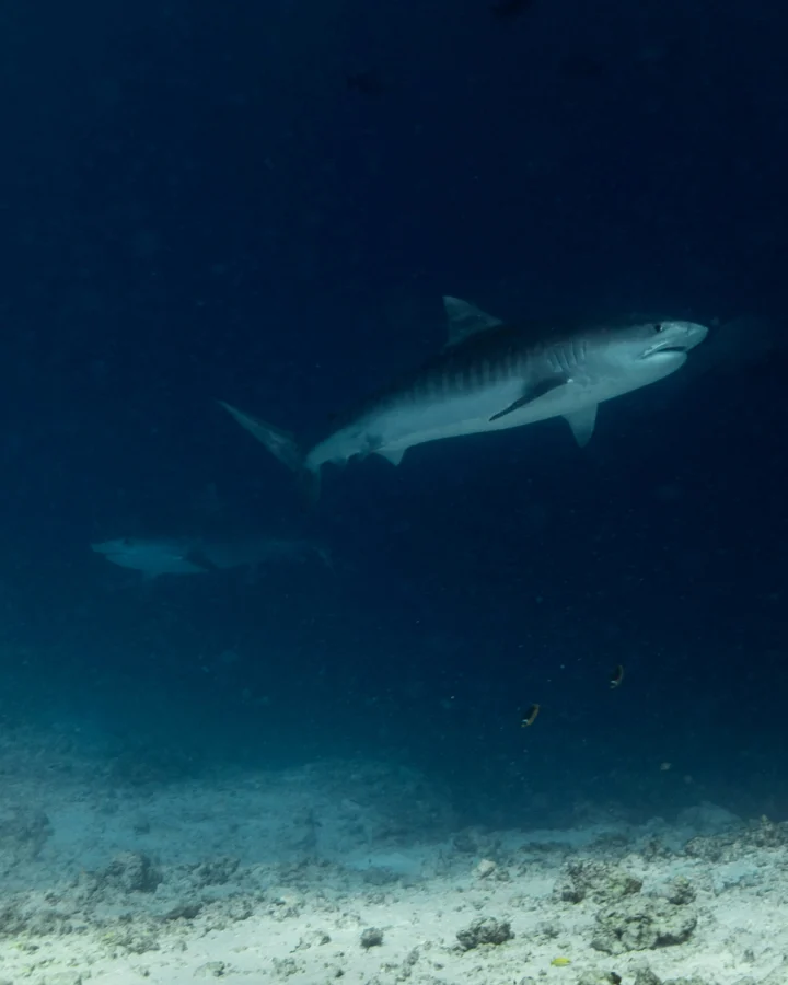 Two tiger sharks rising through blue water, Maldives