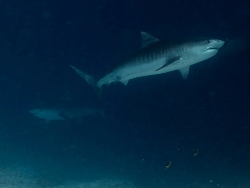Two tiger sharks rising through blue water, Maldives