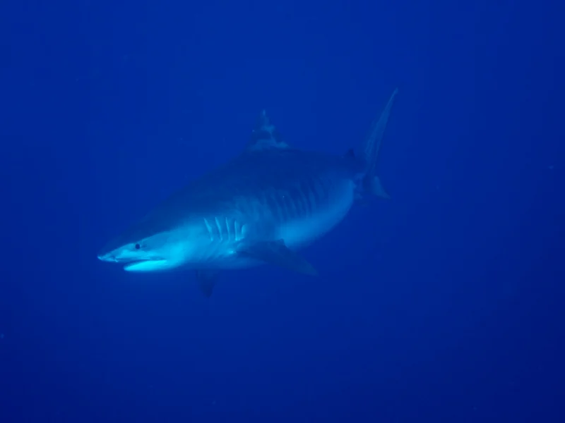 Tiger shark in deep blue water, Maldives