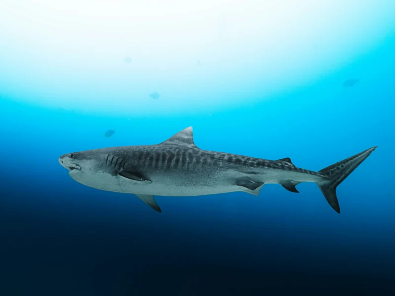 Tiger shark swimming in blue water