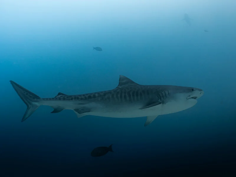 Tiger shark swimming in the ocean