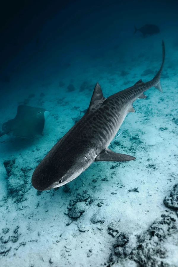 Tiger shark over the sandy bottom, Maldives
