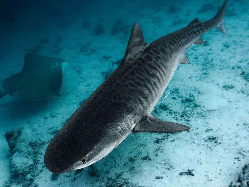 Tiger shark over the sandy bottom, Maldives