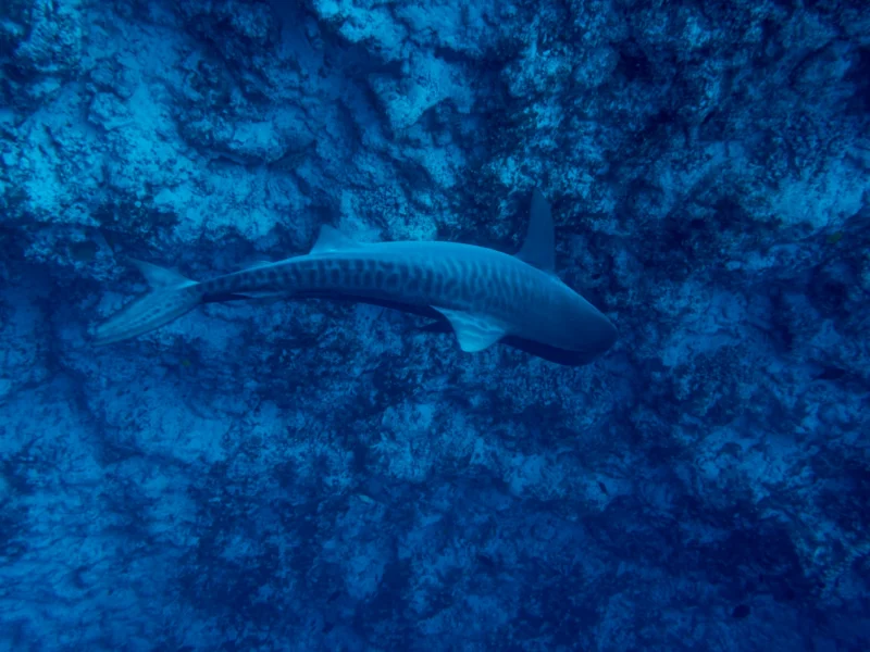 Diver above a tiger shark, Maldives