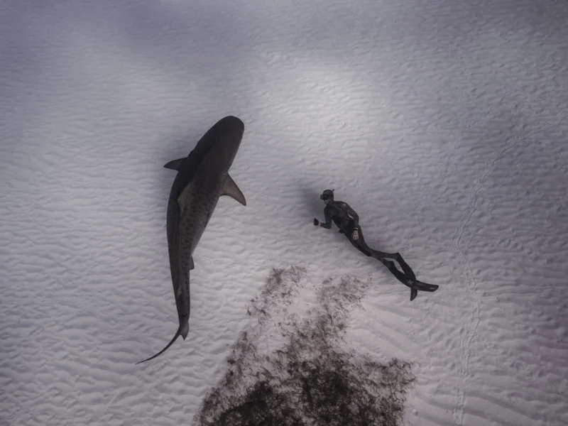 Freediver and tiger shark