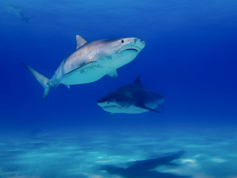 Two tiger sharks