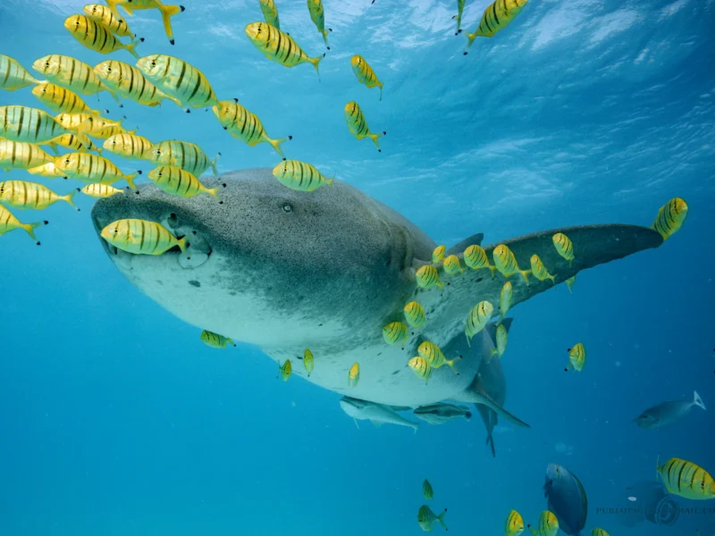 Tiger shark with a school of yellow fish