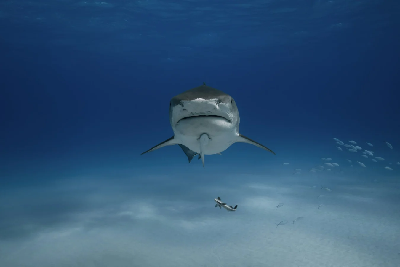 Tiger shark with a fish nearby