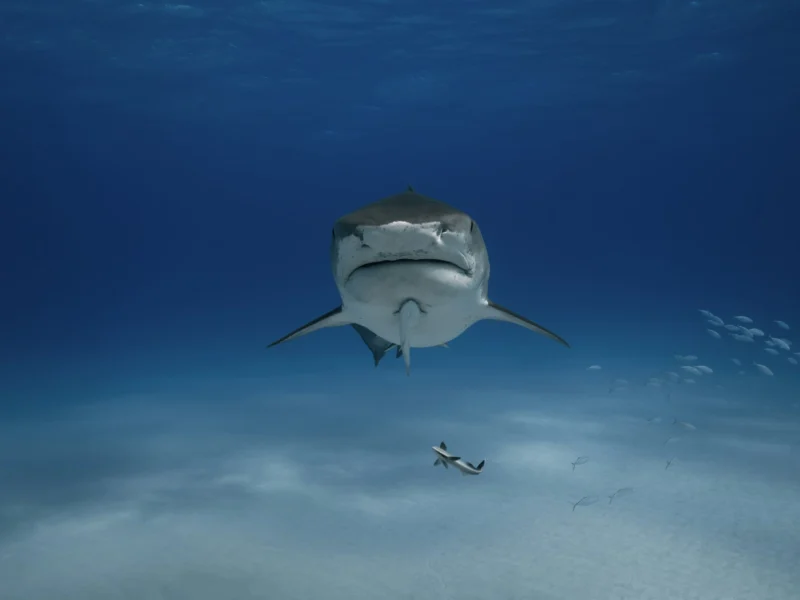 Tiger shark with a fish nearby