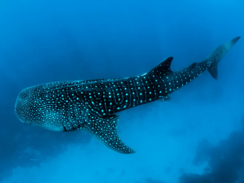 Whale shark in deep blue water, Maldives